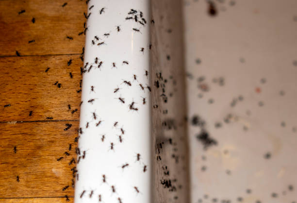 Best Exterminator Services  in Oxford, IN